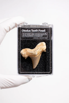 Otodus Tooth Fossil-by-Stemcell Science