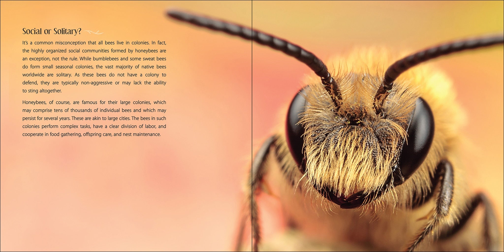 Our Love of Bees by Adventure Publications 3