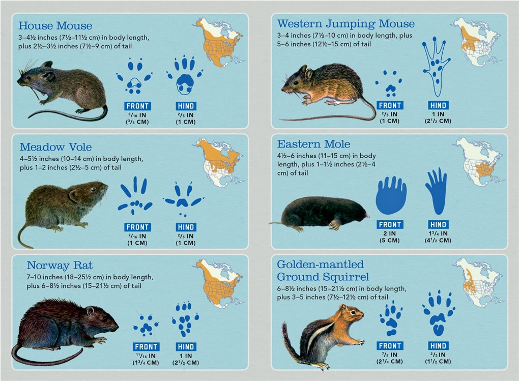 Outdoor School Essentials Animal Tracks by Odd Dot 2