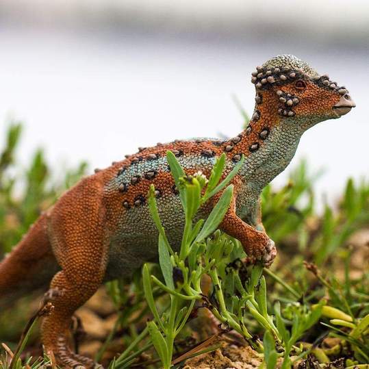 Pachycephalosaurus Figure by Safari 6