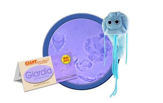 Plush Giardia by Giant Microbes