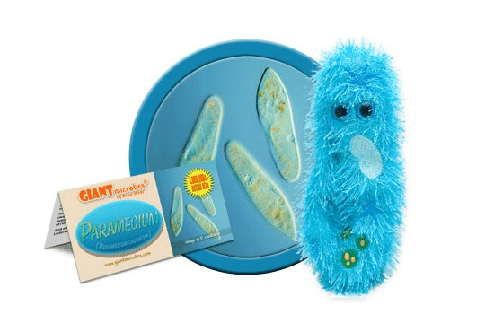 Plush Paramecium by Giant Microbes