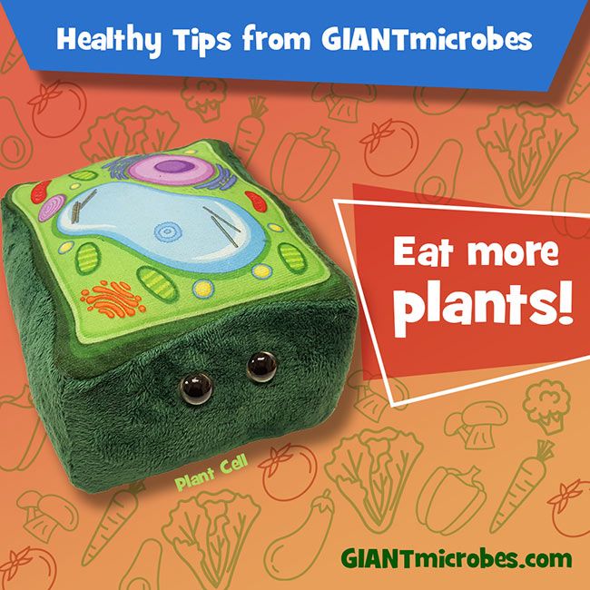 Plush Plant Cell by Giant Microbes 3