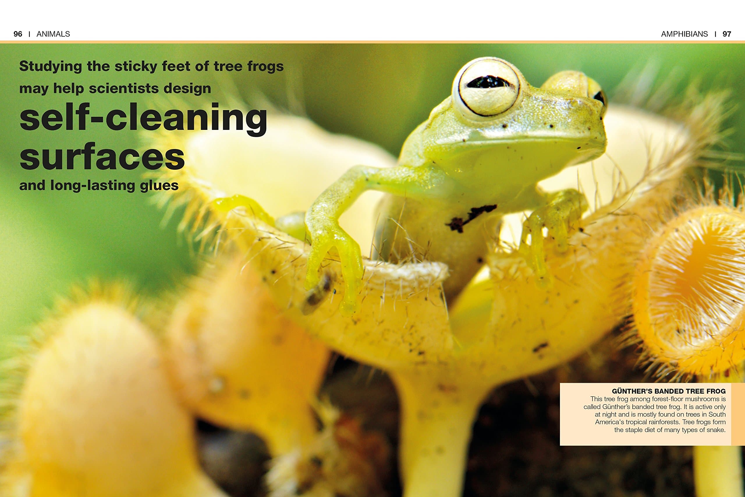 Pocket Genius Animals Facts at Your Fingertips by Dorling Kindersley 3