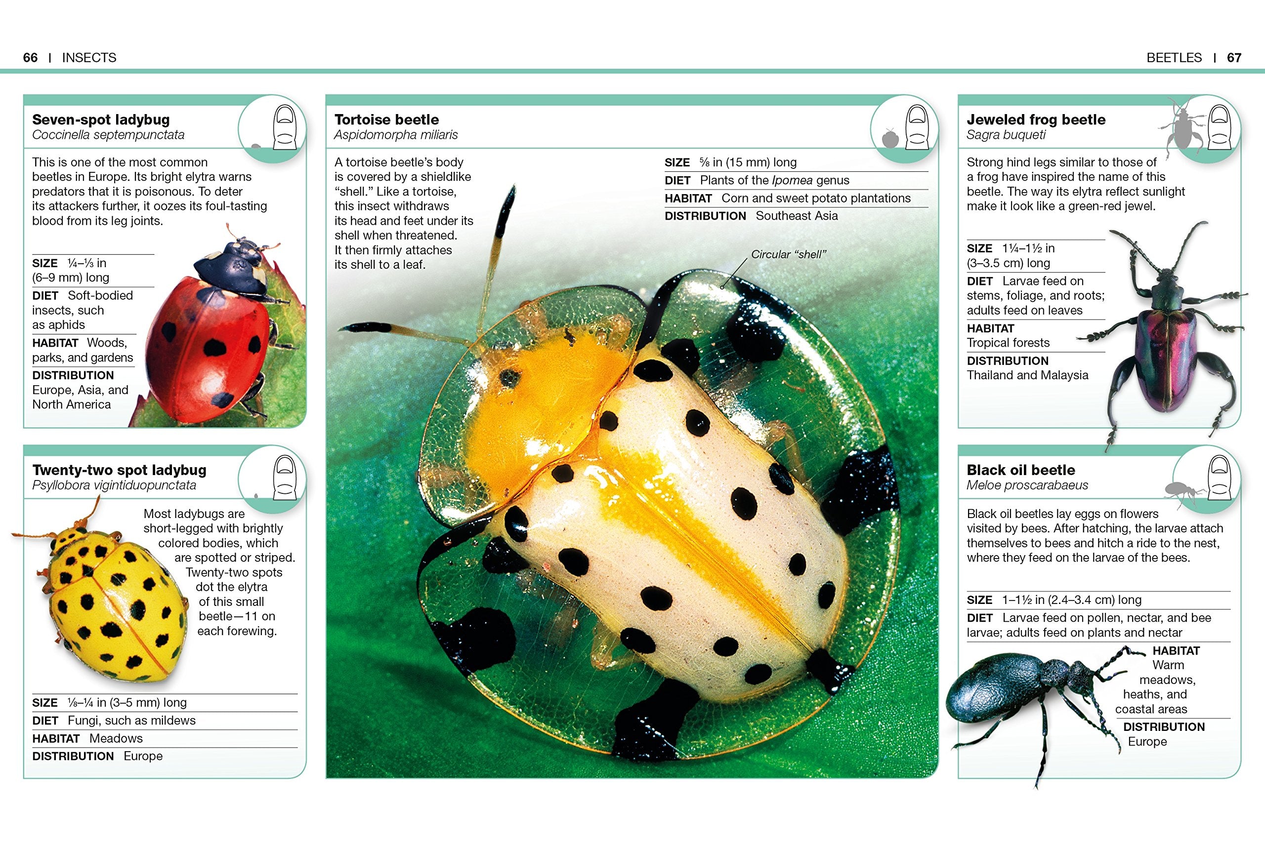 Pocket Genius Bugs by Dorling Kindersley 2