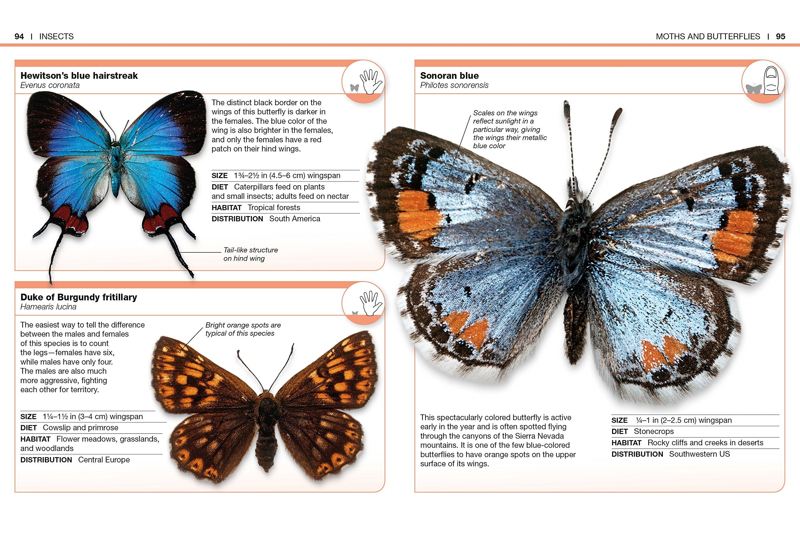 Pocket Genius Bugs by Dorling Kindersley 3