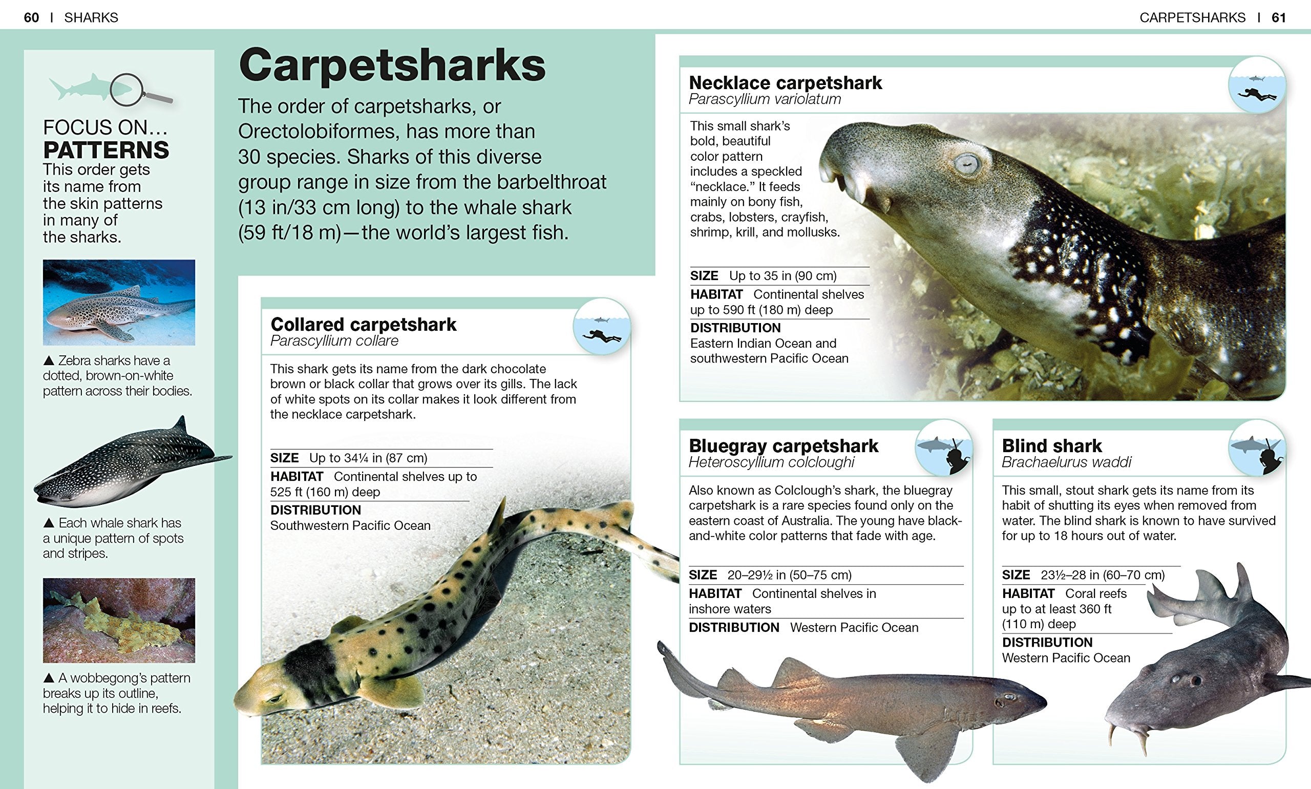 Pocket Genius Sharks Facts at Your Fingertips by Dorling Kindersley 2