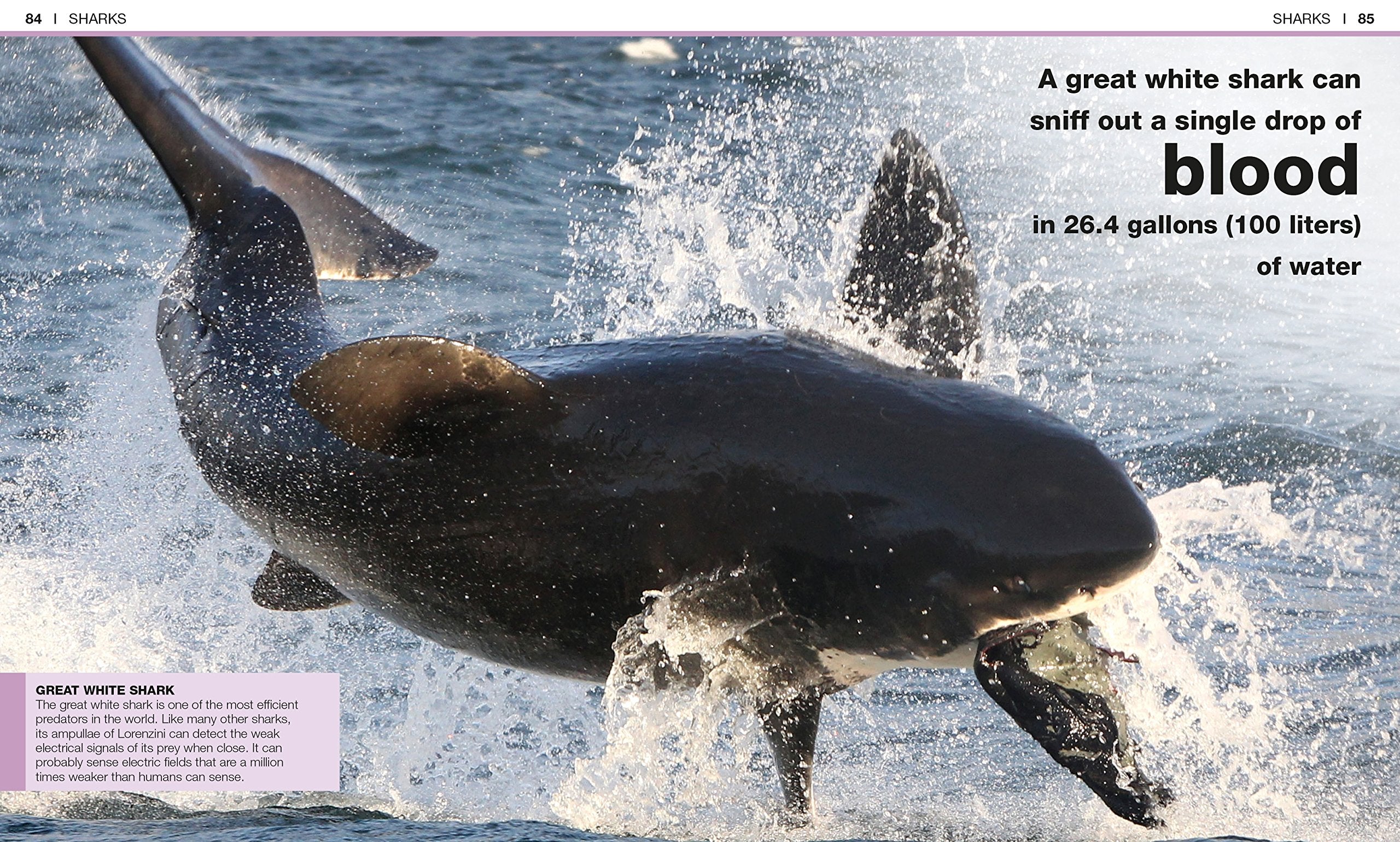 Pocket Genius Sharks Facts at Your Fingertips by Dorling Kindersley 3