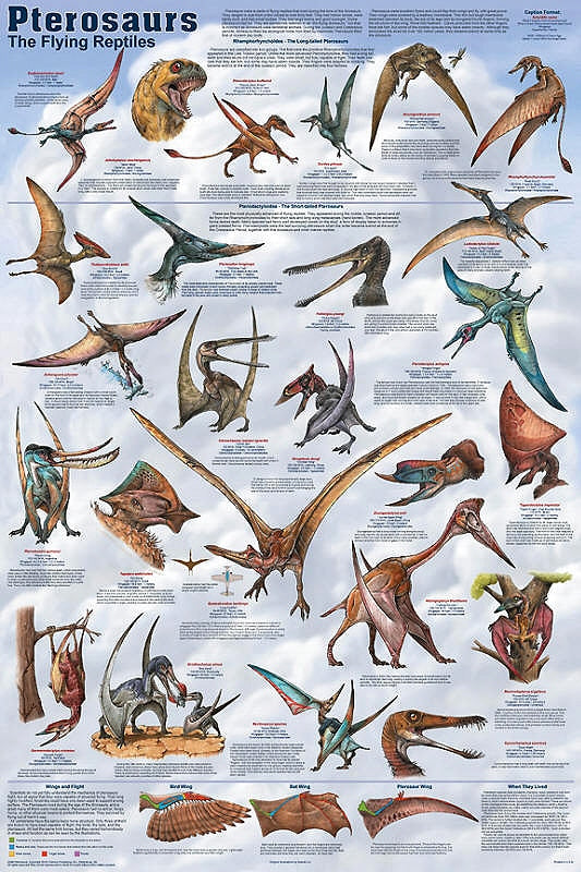 Pterosaurs Laminated Poster by Feenixx
