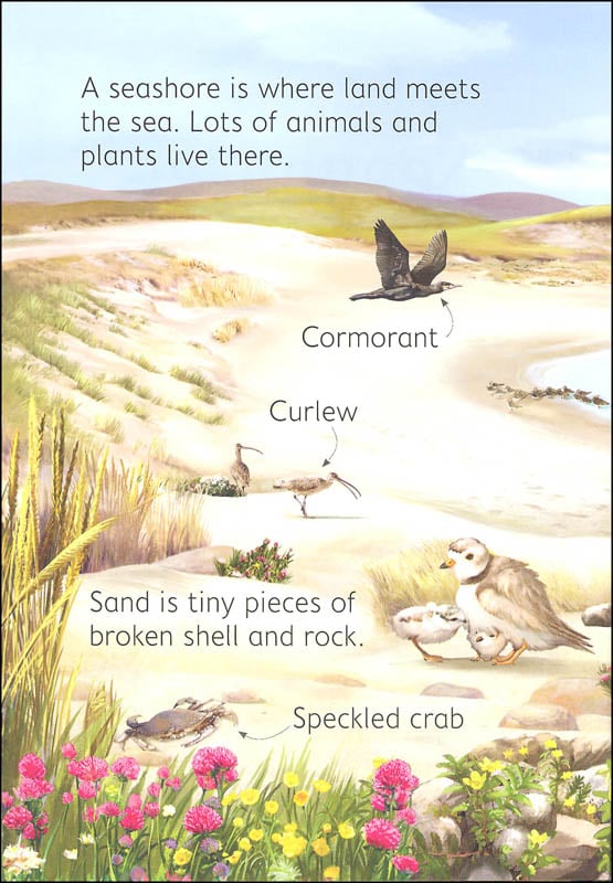 Seashore Usborne Beginners by Usborne 1