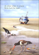 Seashore Usborne Beginners by Usborne 4