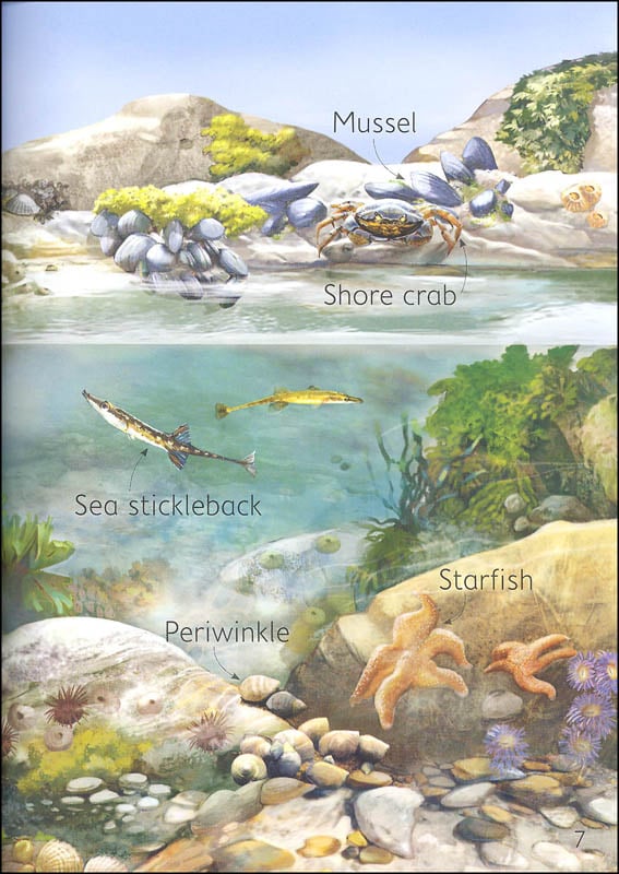 Seashore Usborne Beginners by Usborne 6