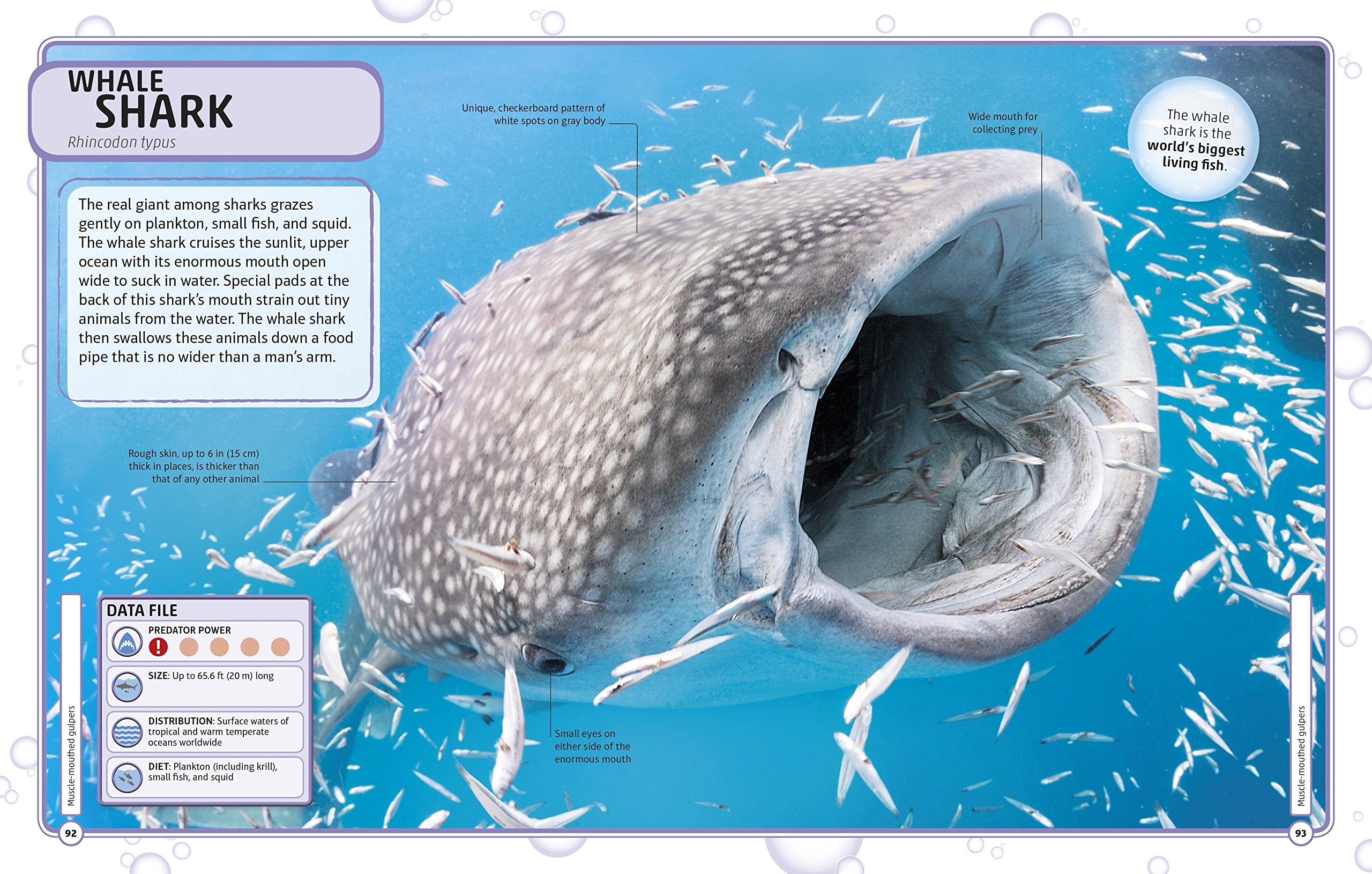 Sharks and Other Deadly Ocean Creatures Visual Encyclopedia by Dorling Kindersley 3