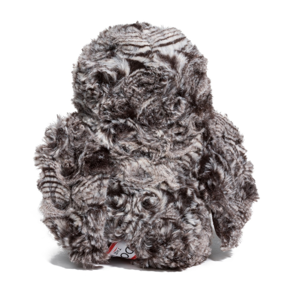 Shrill Saw Whet Owl 7 by Douglas 3