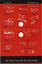 Single Owl Pellet by Copernicus 2