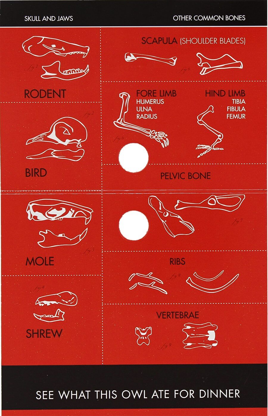 Single Owl Pellet by Copernicus 2