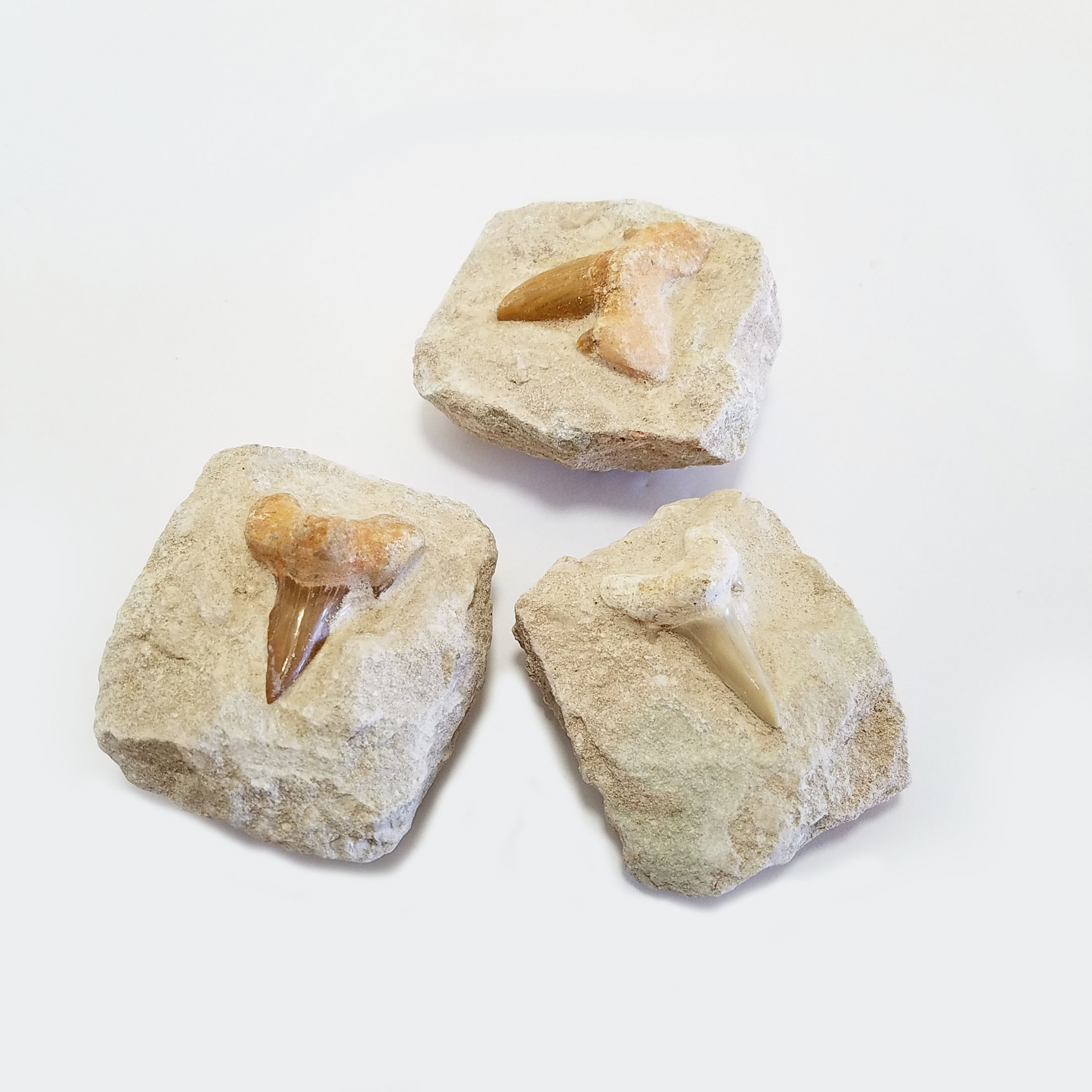 Single Shark Tooth Fossil in Matrix-by-Pikes Peak