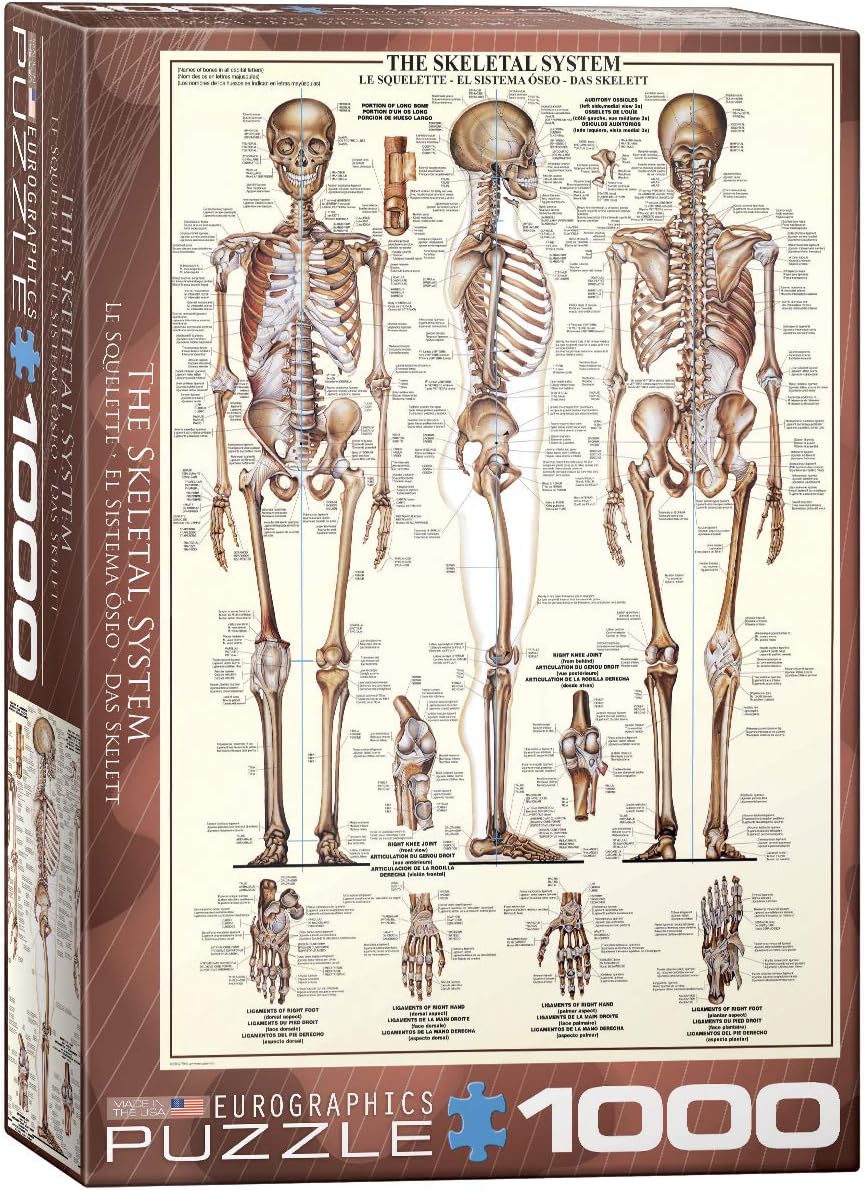Skeletal System 1000pc Puzzle-by-Eurographics