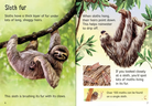 Sloths Usborne Beginners by Usborne 1