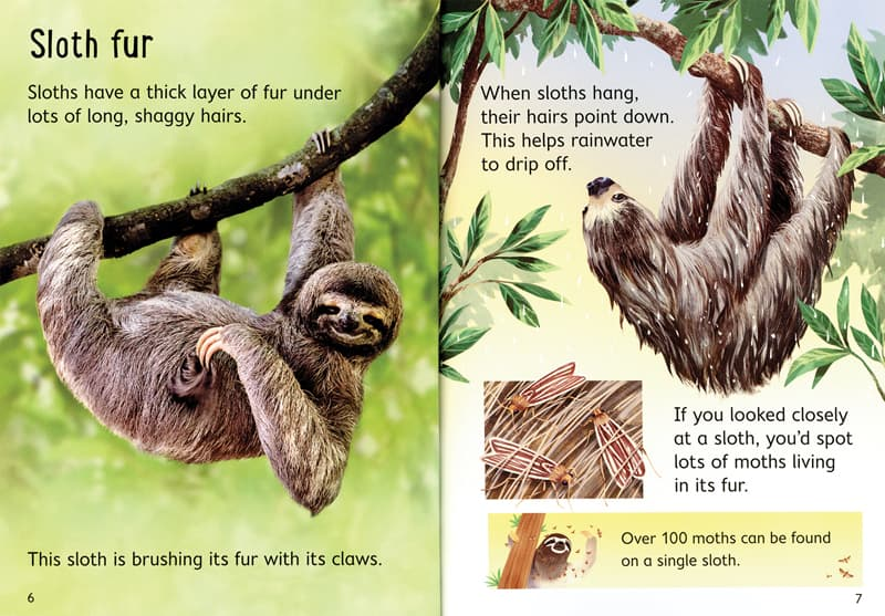 Sloths Usborne Beginners by Usborne 1