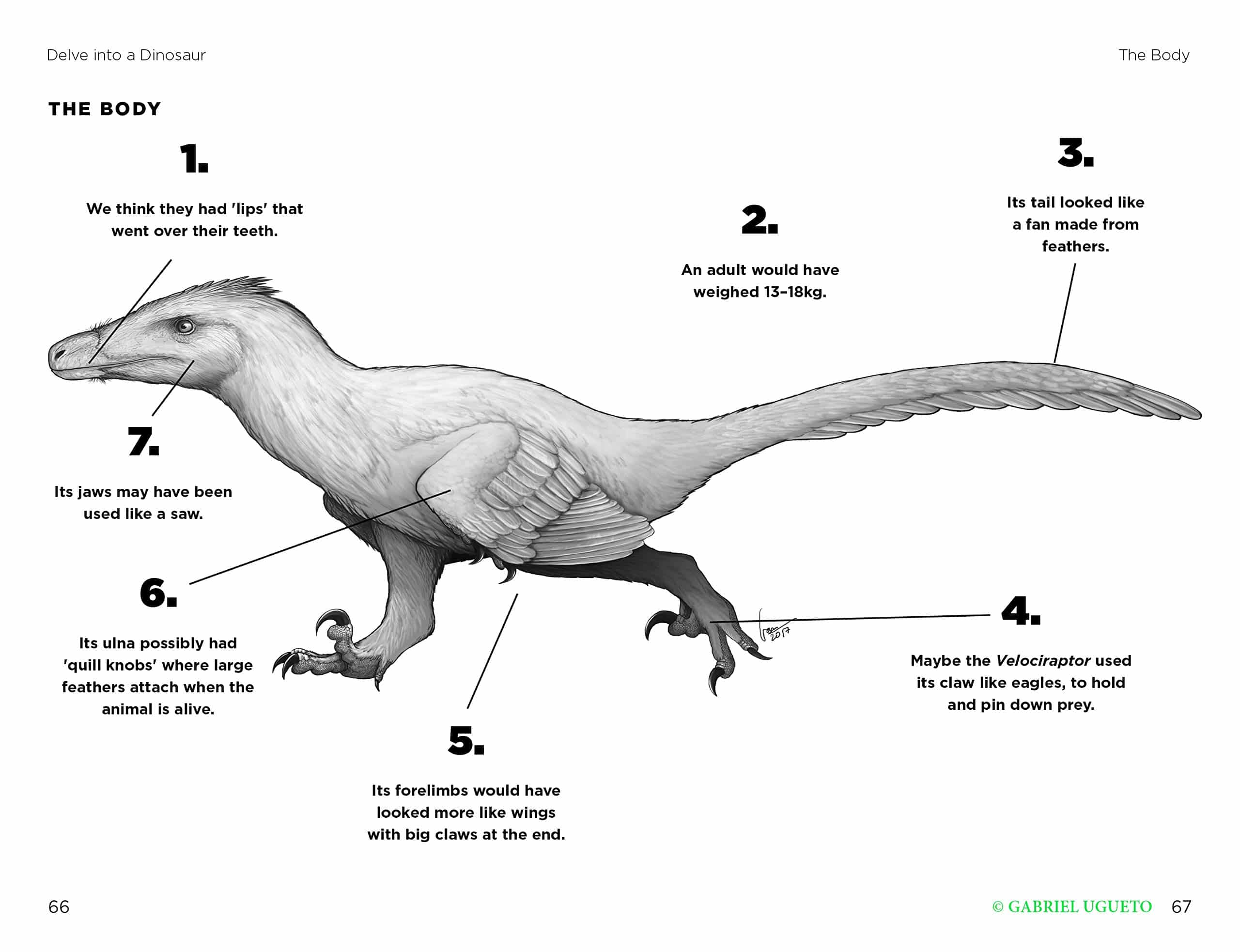So You Think You Know About… Velociraptor by Kane Miller 4