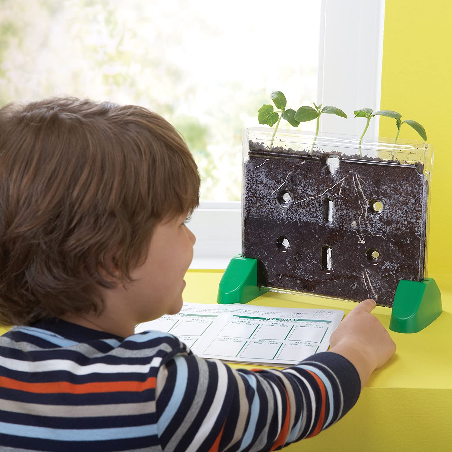 Sprout and Grow Window by Educational Insights 3