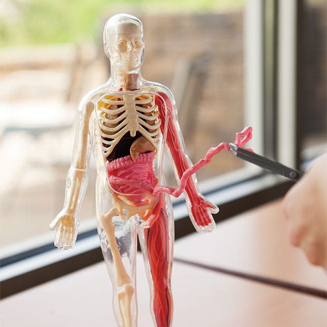 Squishy Human Body – A2Z Science & Toys