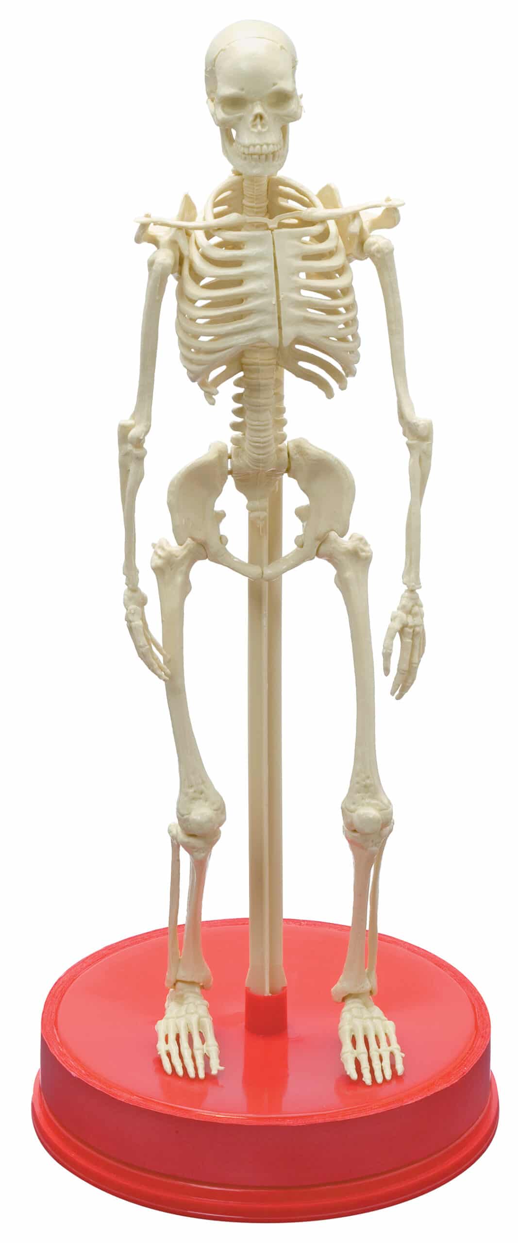 The Bones Book and Skeleton by Workman 1 scaled