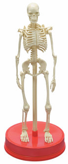 The Bones Book and Skeleton by Workman 1 scaled