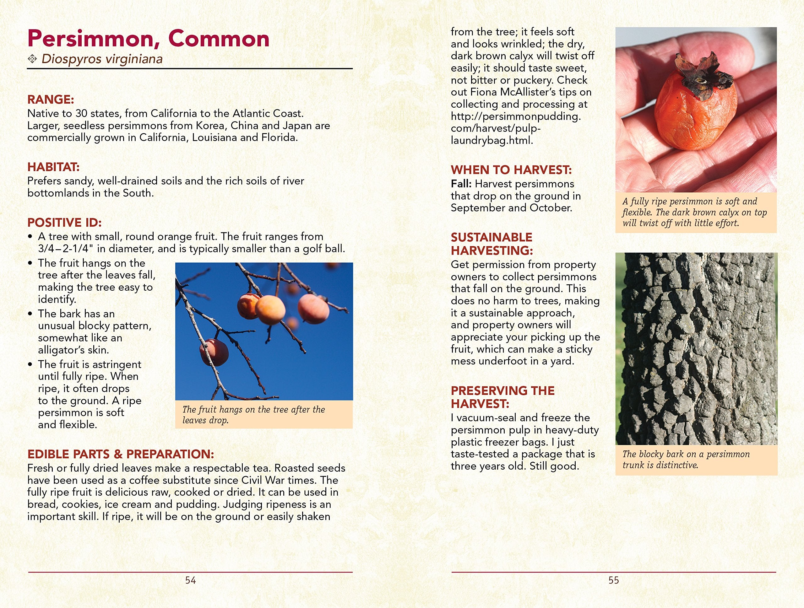 The Scouts Guide to Wild Edibles Learn How To Forage Prepare Eat 40 Wild Foods by St. Lynns Press 3