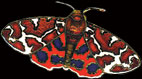 Tiger Moth Pin by WM Spear Designs