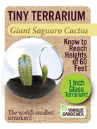 Tiny Terrarium Cactus by Dunecraft 3