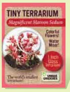 Tiny Terrarium Sedum by Dunecraft 1