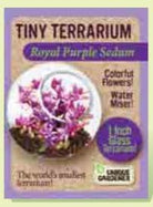 Tiny Terrarium Sedum by Dunecraft 3