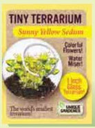 Tiny Terrarium Sedum by Dunecraft 4