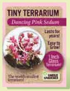 Tiny Terrarium Sedum by Dunecraft