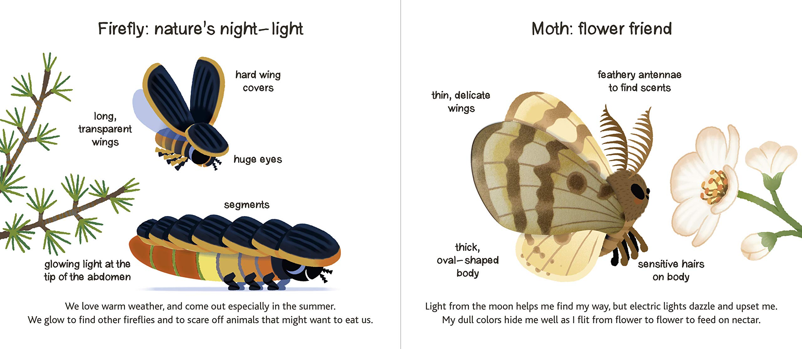 Touch and Explore Animals at Night by Chronicle Books 2