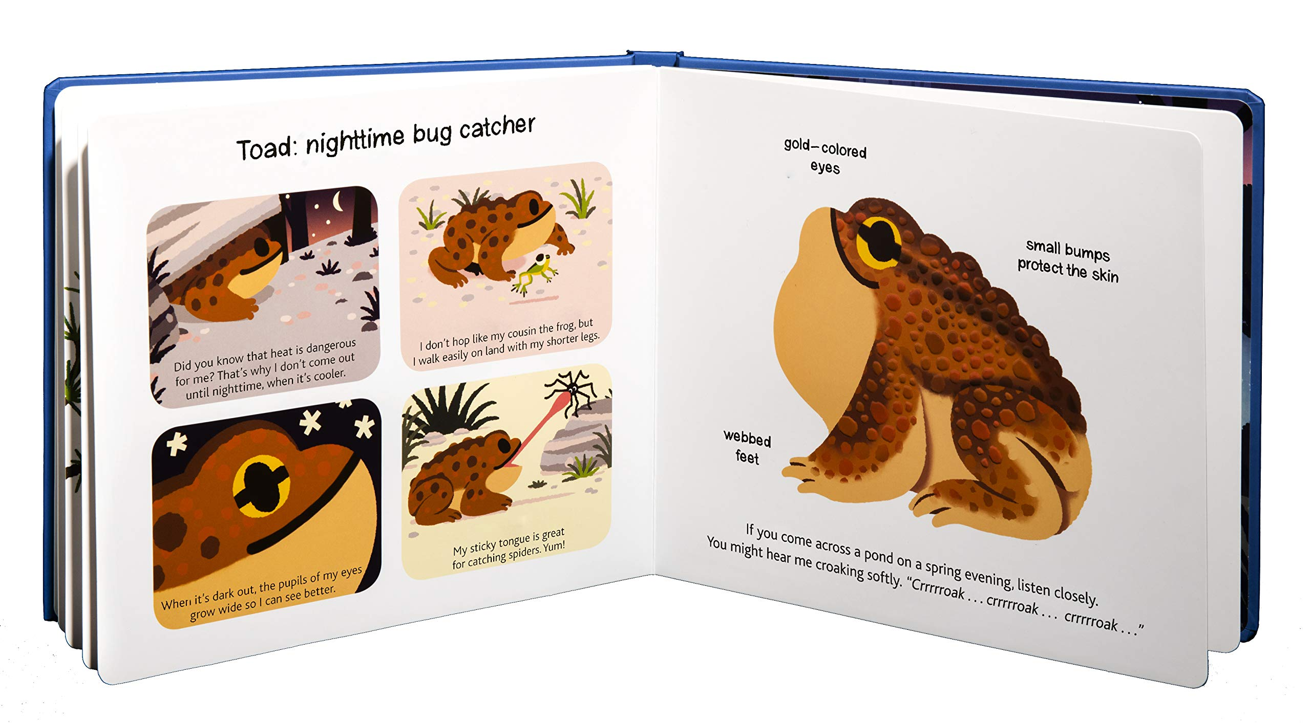 Touch and Explore Animals at Night by Chronicle Books 4