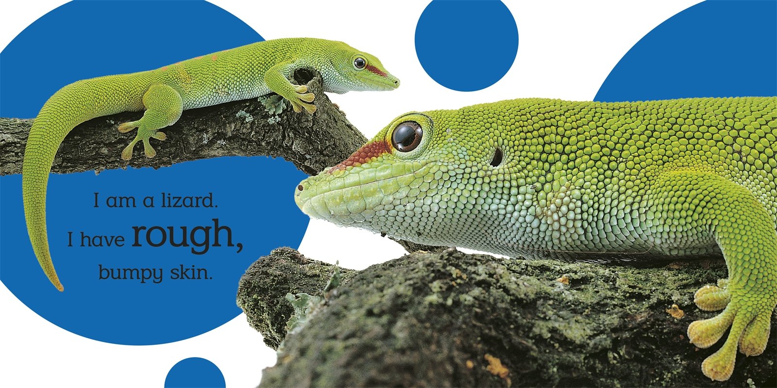 Touch and Feel Wild Animals by DK Publishing 2