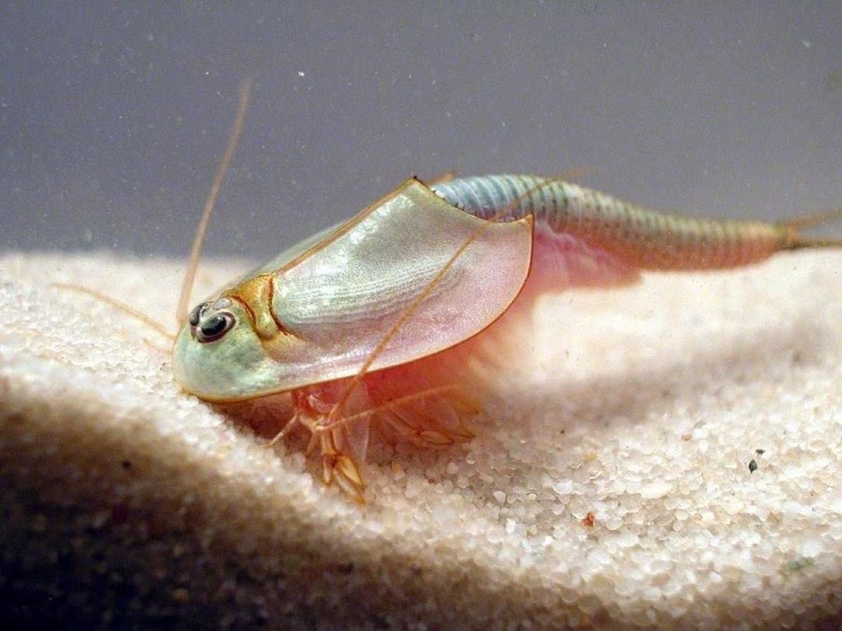 Triassic Triops by Toyops 2