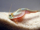 Triassic Triops by Toyops 2