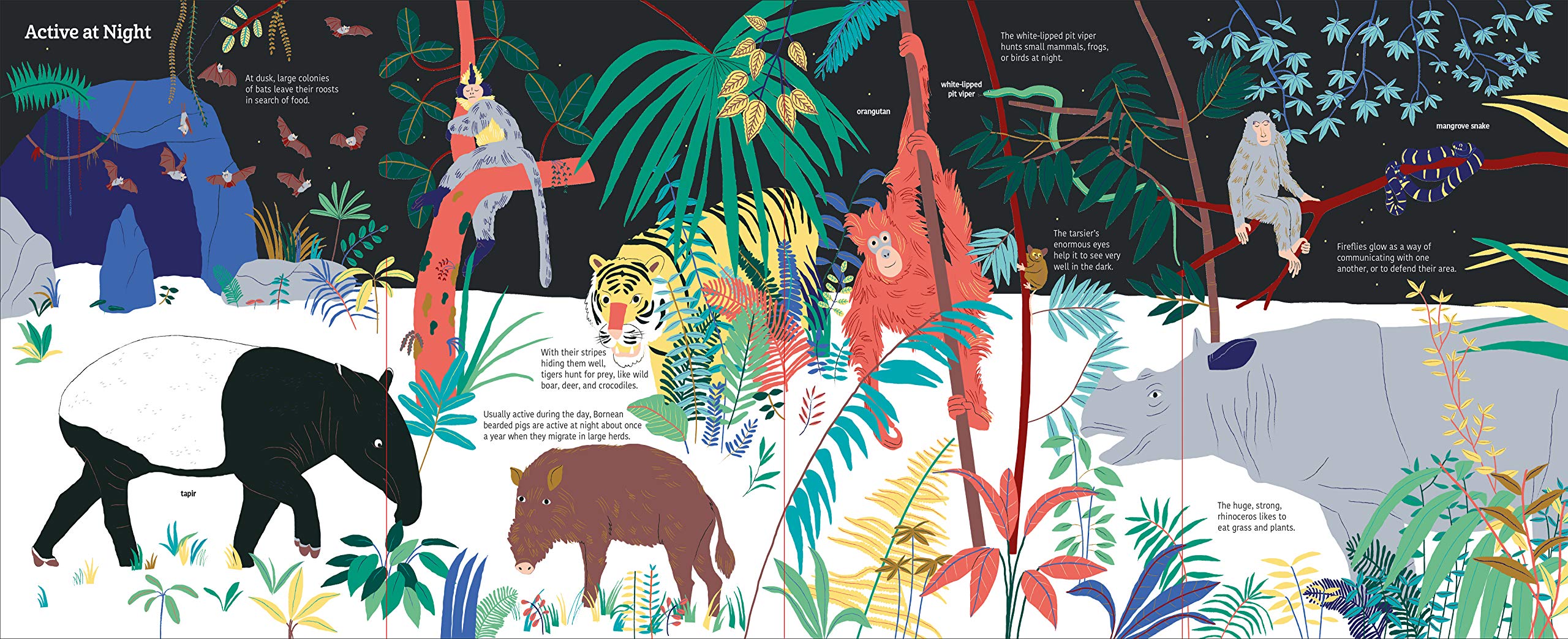 Ultimate Spotlight Rain Forest Animals by Chronicle Books 2
