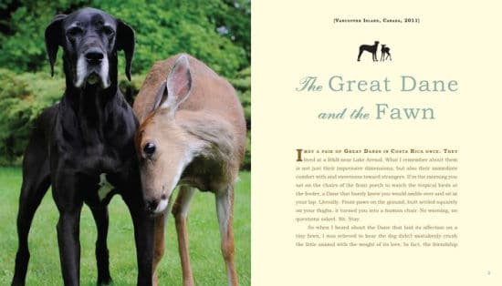 Unlikely Loves 43 Heartwarming True Stories from the Animal Kingdom by Workman 1