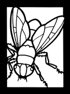 Insects Stained Glass Coloring Book by Dover Publications