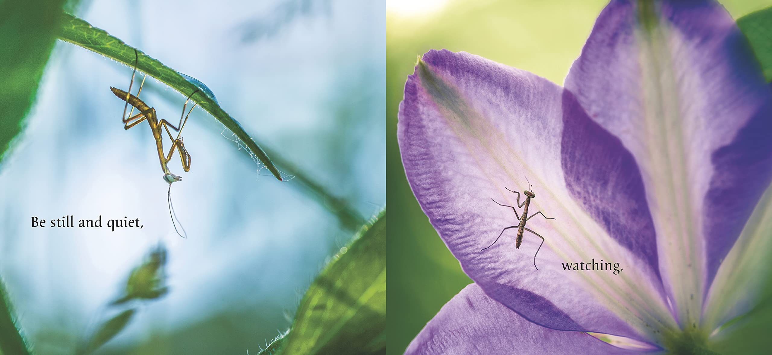 Wait and See by Random House 3