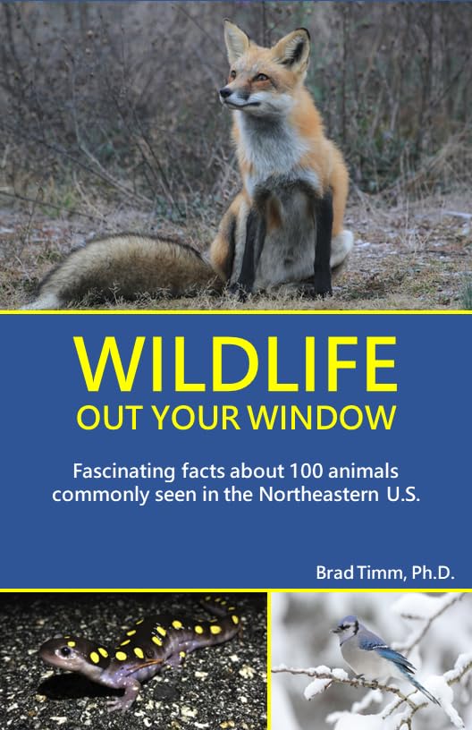 Wildlife Out Your Window-by-Northeast Wildlife Team