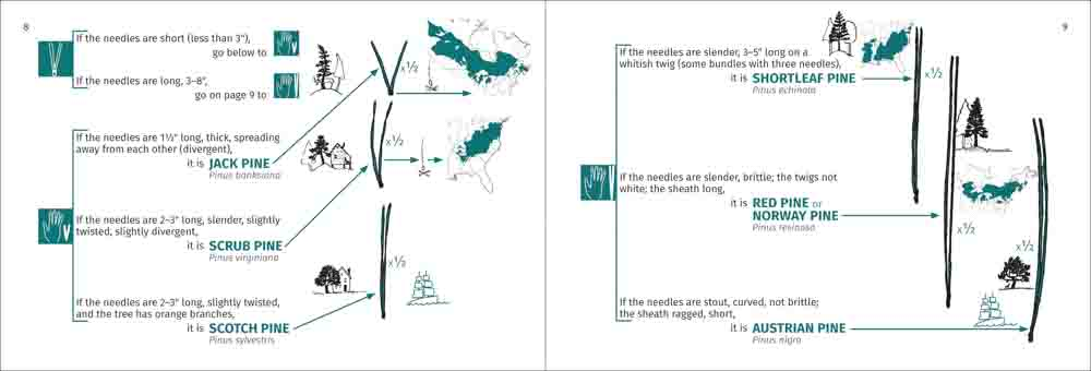 Tree Finder: A Manual for Identification of Trees by their Leaves (Eastern US) by Adventure Publications