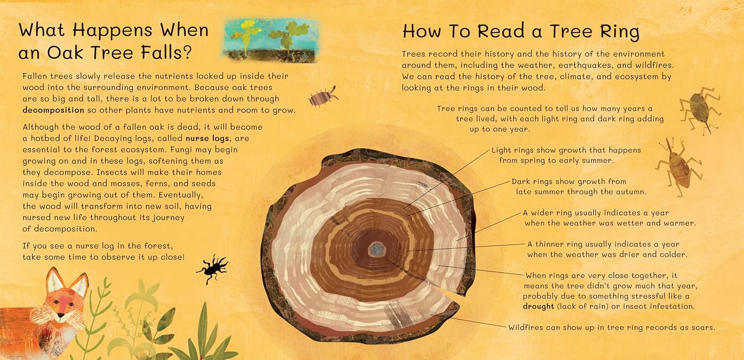 Thank You, Old Oak  by Barefoot Books