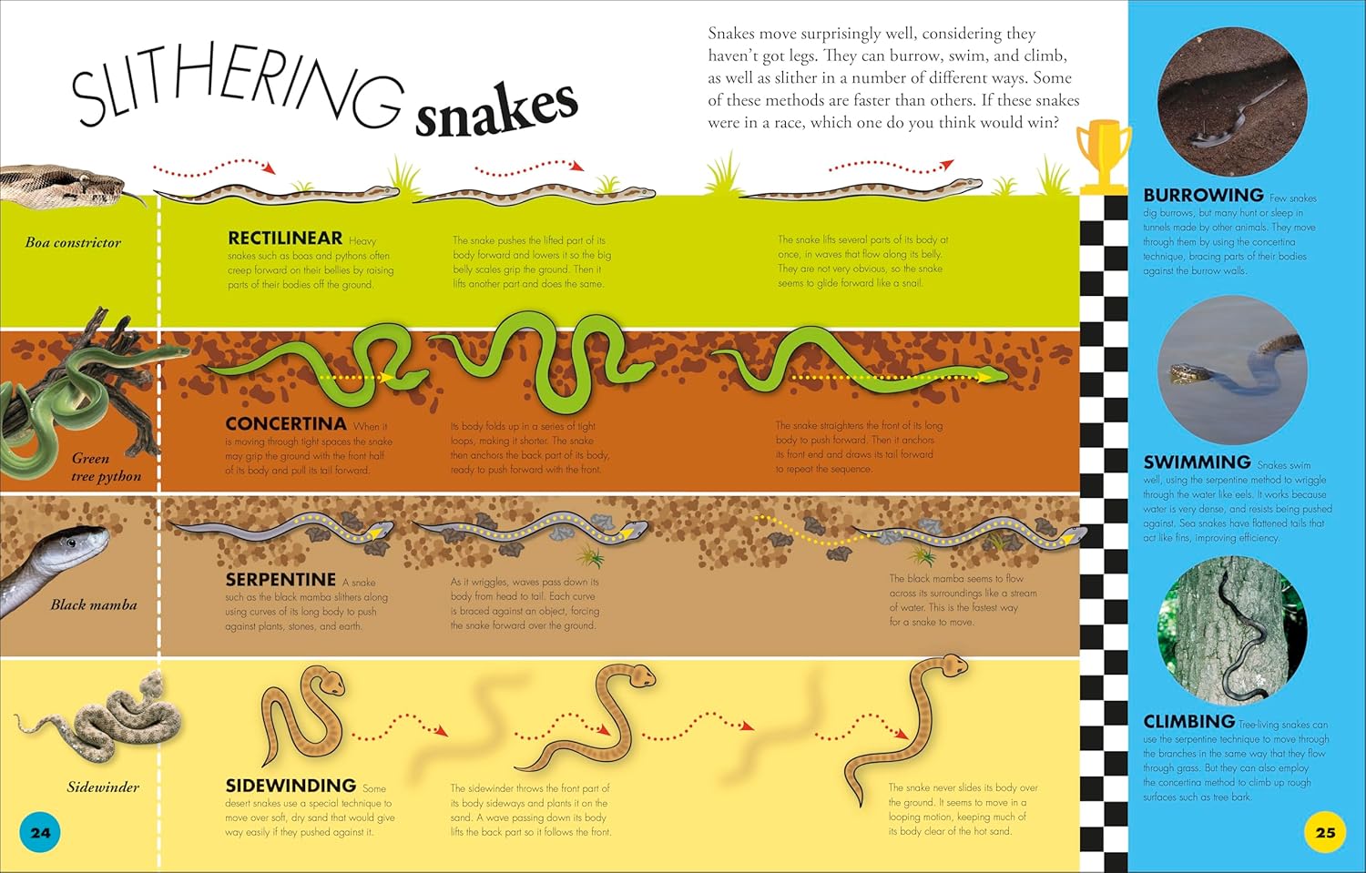 Everything You Need to Know About Snakes: And Other Scaly Reptiles  by DK Publishing
